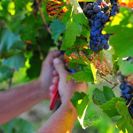 Mayfield Vineyard Ориндж Екстер'єр фото