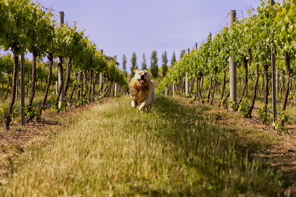 Mayfield Vineyard Ориндж Екстер'єр фото