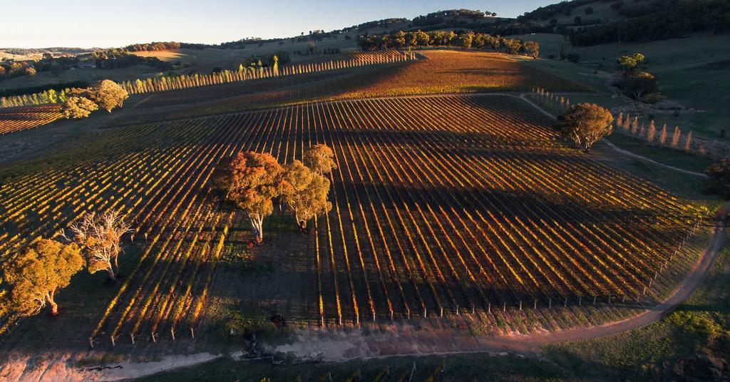 Mayfield Vineyard Ориндж Екстер'єр фото