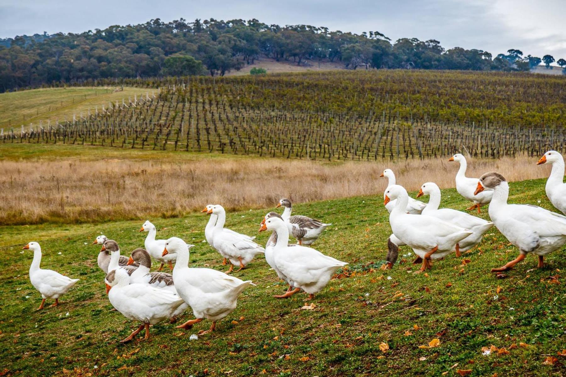 Mayfield Vineyard Ориндж Екстер'єр фото