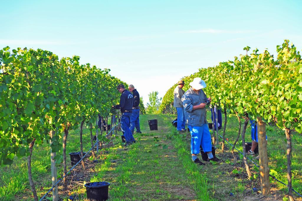 Mayfield Vineyard Ориндж Екстер'єр фото