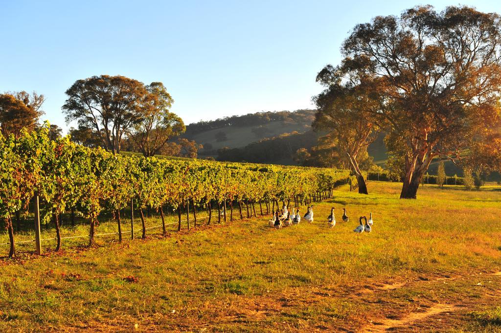 Mayfield Vineyard Ориндж Екстер'єр фото