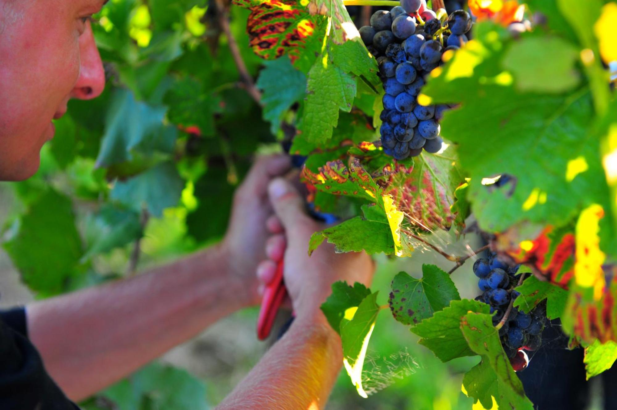 Mayfield Vineyard Ориндж Екстер'єр фото