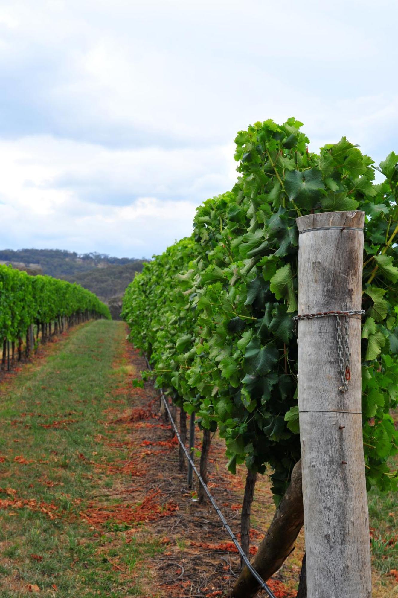 Mayfield Vineyard Ориндж Екстер'єр фото
